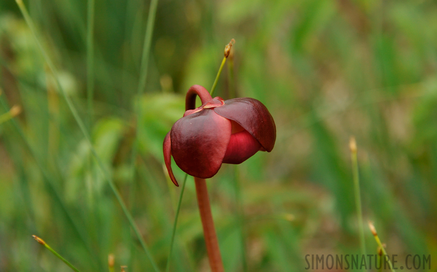 Sarracenia purpurea [300 mm, 1/1250 sec at f / 8.0, ISO 1600]